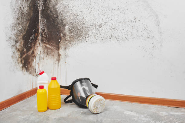 Crawl Space Mold Removal in San Marino, CA