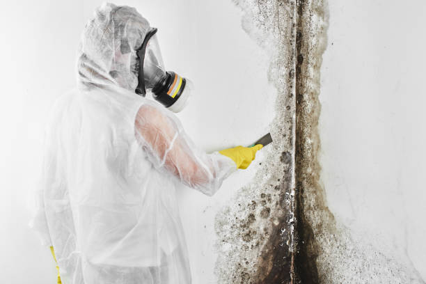 Best Crawl Space Mold Removal  in San Marino, CA