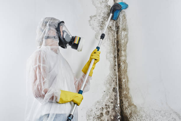 Best Toxic Mold Removal  in San Marino, CA