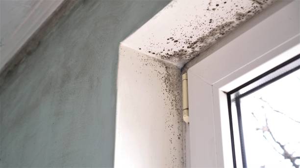 San Marino, CA Mold Removal Company