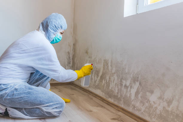 Certified Mold Removal in San Marino, CA