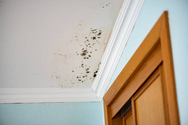 Best Mold Testing  in San Marino, CA