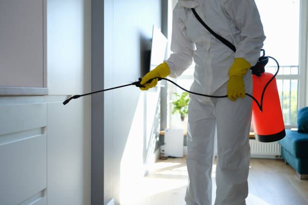 Best Home Mold Removal  in San Marino, CA