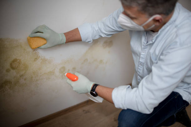 Mold Removal and Inspection in San Marino, CA
