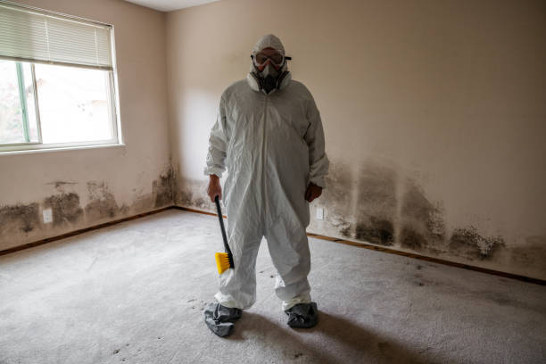Best Mold Damage Repair  in San Marino, CA