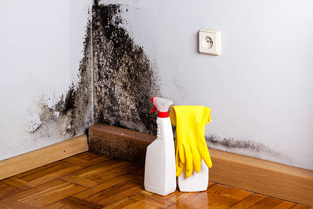 Attic Mold Removal in San Marino, CA