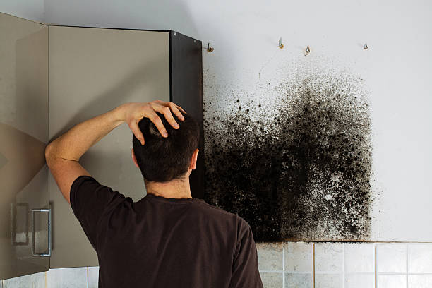 Certified Mold Removal in San Marino, CA